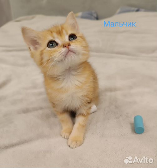 Шотландские котята