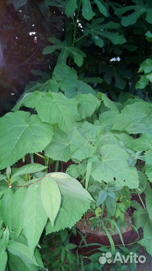 Саженцы павловния