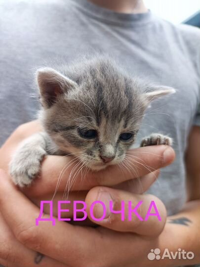 Котята;Черноморское Крым