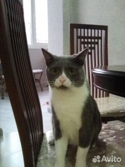 Отдам кота в добрые руки
