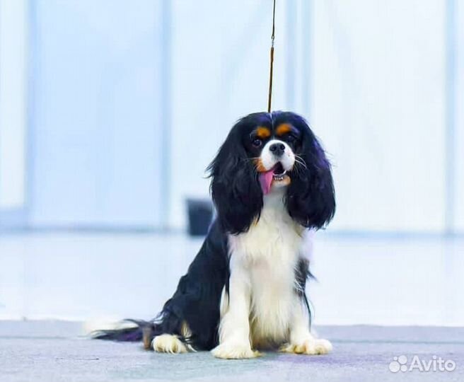 Кавалер Кинг Чарльз спаниель