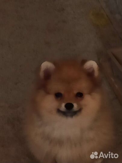 Померанский шпиц