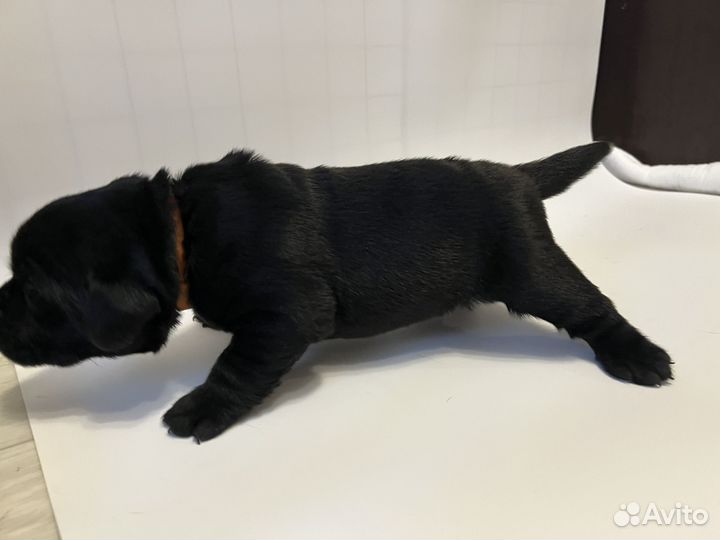 Щенки лабрадора