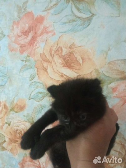 Кошка в дар бесплатно