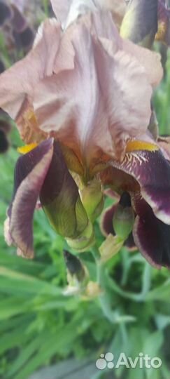 Ирисы бородатые