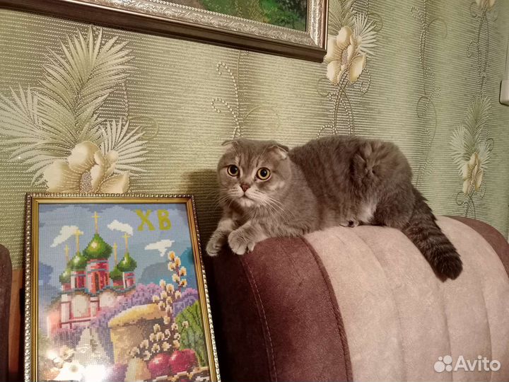 Шотландская вислоухая