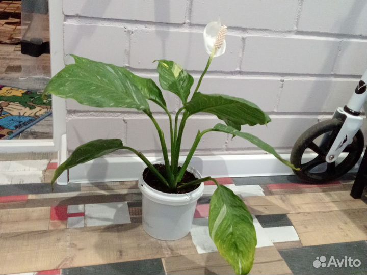 Спатифиллум домино