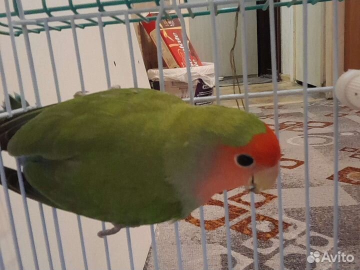 Попугай неразлучник