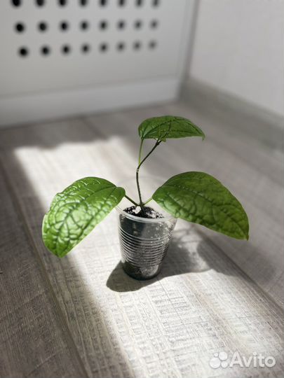 Клеродендрум томпсон