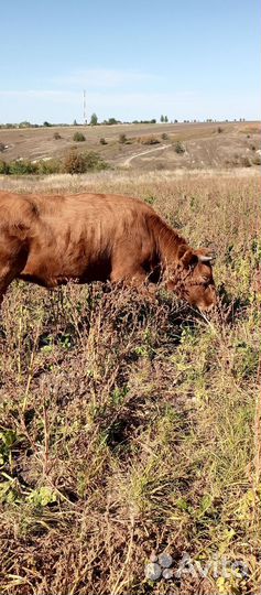 Корова,козы