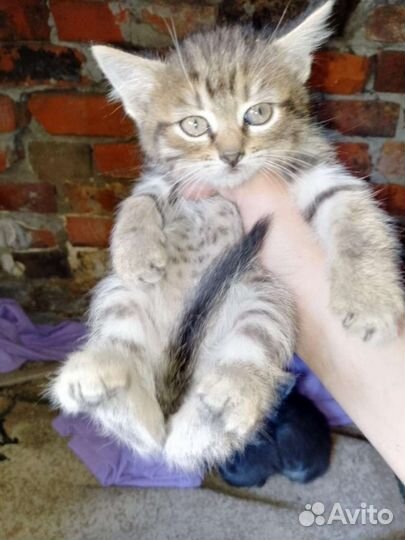 Котята ищут приют