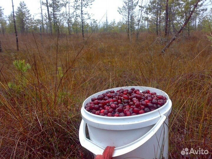 Свежая клюква