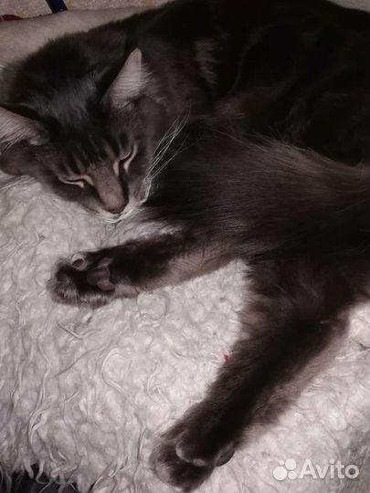 Передержка кошек и грызунов на время отпуска