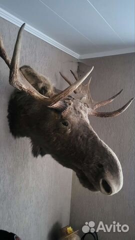 Чучело головы лося