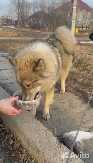Пуш в добрые руки