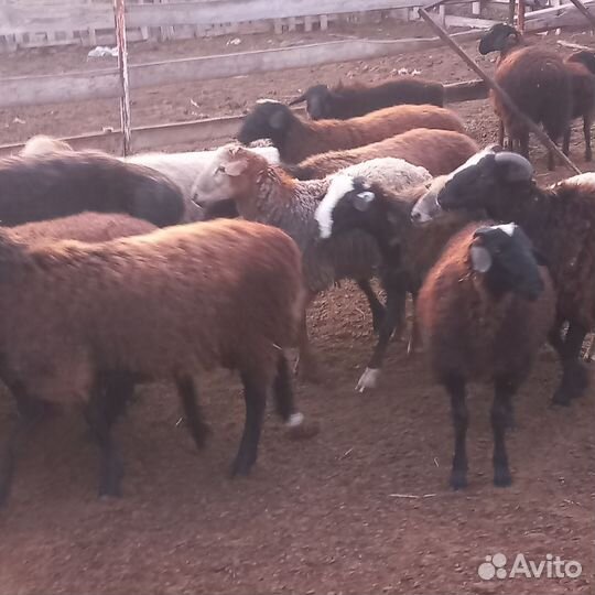 Баранчики 2024 год. всех сразу