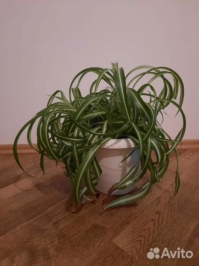 Комнатные растения черенки и детки