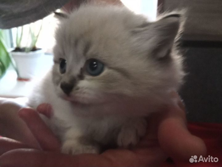 2 кошечки в добрые руки