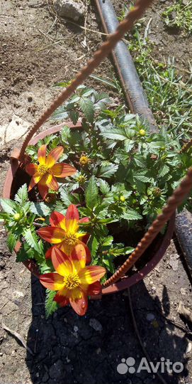 Рассада цветов и овощей