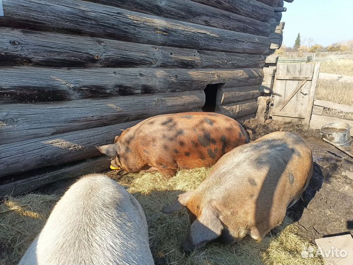 Продам свиноматок Дюрок+Пьетрен (Кантор)