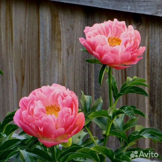 Корни пионов coral sunset