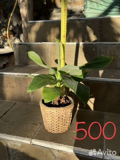 Банан комнатный