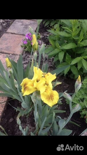 Ирисы, цветы многолетние цветы