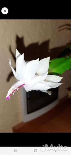 Декабрист белый