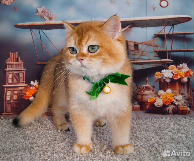 Британский котенок ny12