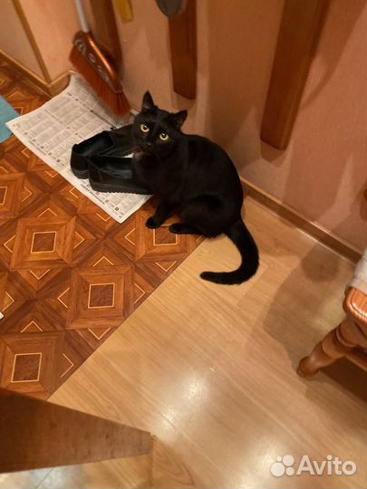 Ручной котик