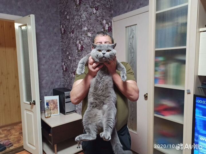 Британский кот для вязки