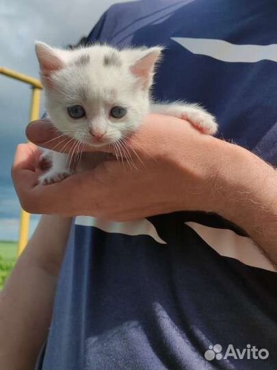 Кошка в дар бесплатно