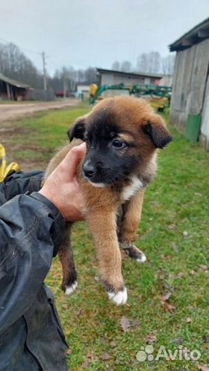 Щенок в добрые руки