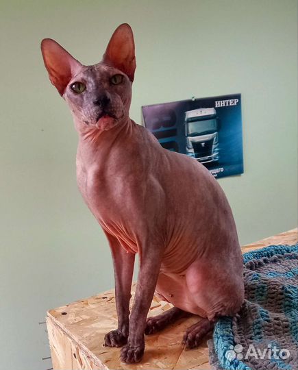 Сфинкс ищет дом