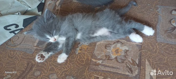 Домашние животные котята