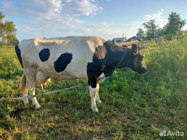 Продам Корову дойную