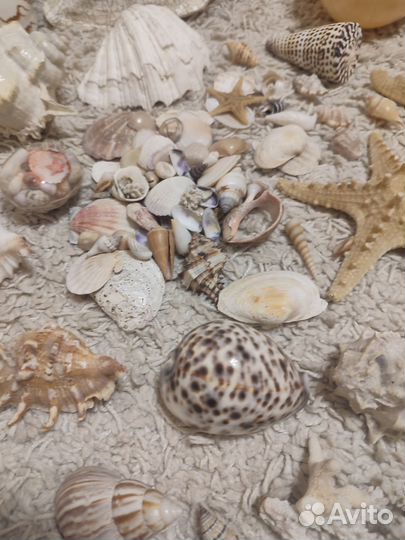 Огромный пакет ракушек и морских звезд