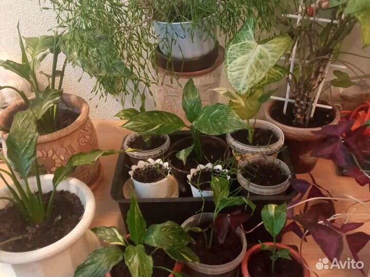 Цветок женское счастье