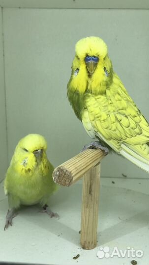 Продаются ввп -Чехи