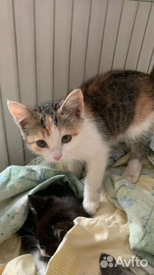 Лапуля -маленькая трёхцветная девочка в дар