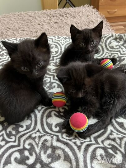 Кошки бесплатно