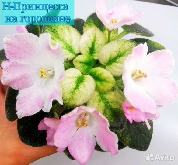 Сортовые фиалки мини