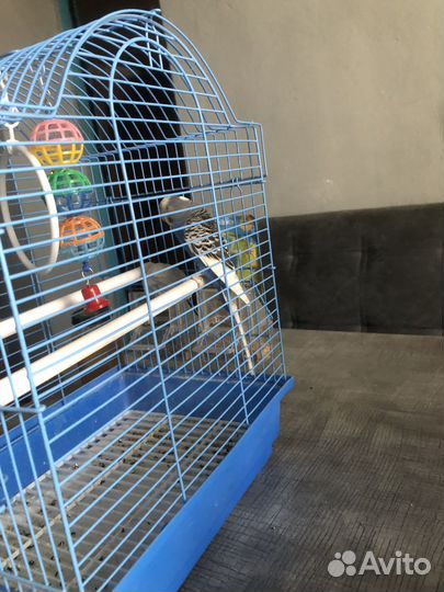 Волнистый попугай