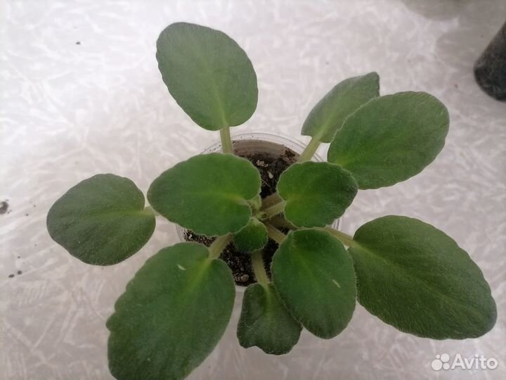 Фиалка Волшебный бутон (полумини)