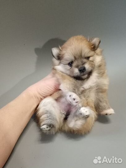 Щенки шпица