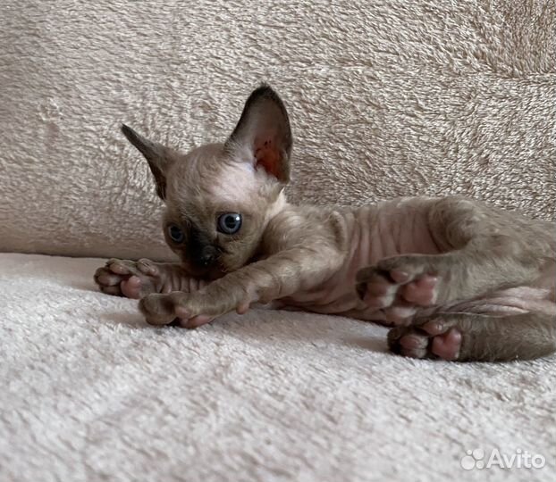 Котята девон-рекс