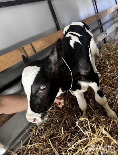 Телята бычки