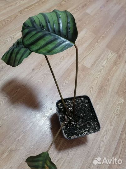 Калатея орбифолия