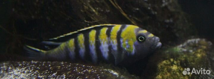 Малавийские цихлиды