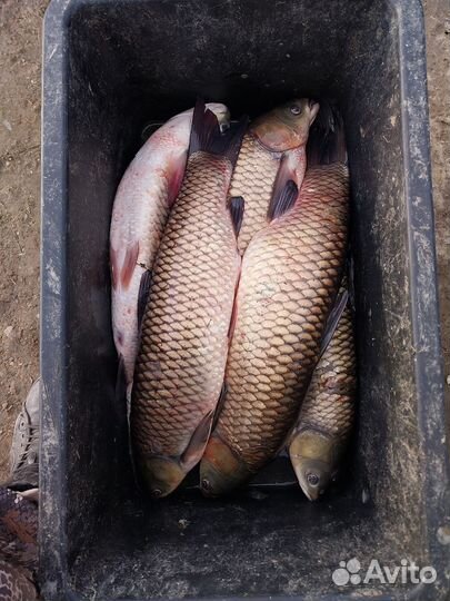 Живая рыба: Карп, Амур, Сазан,Толстолоб карась